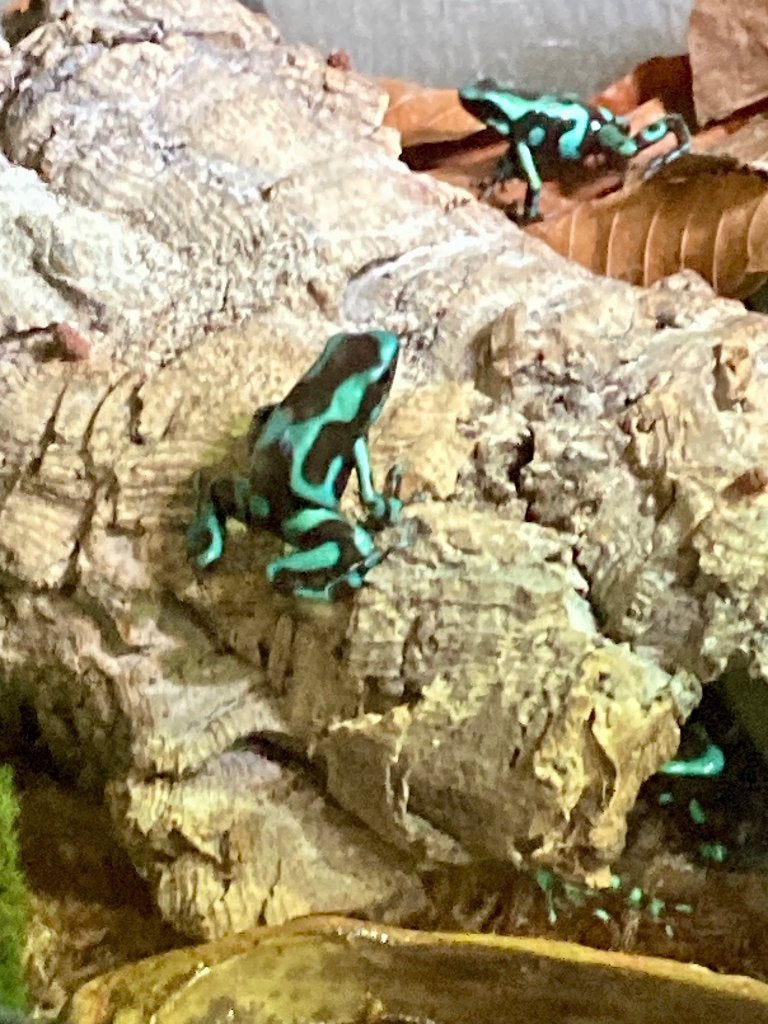 Prachtige jonge kikkertjes dendrobates auratus 8x, Dieren en Toebehoren, Amfibie, 0 tot 2 jaar