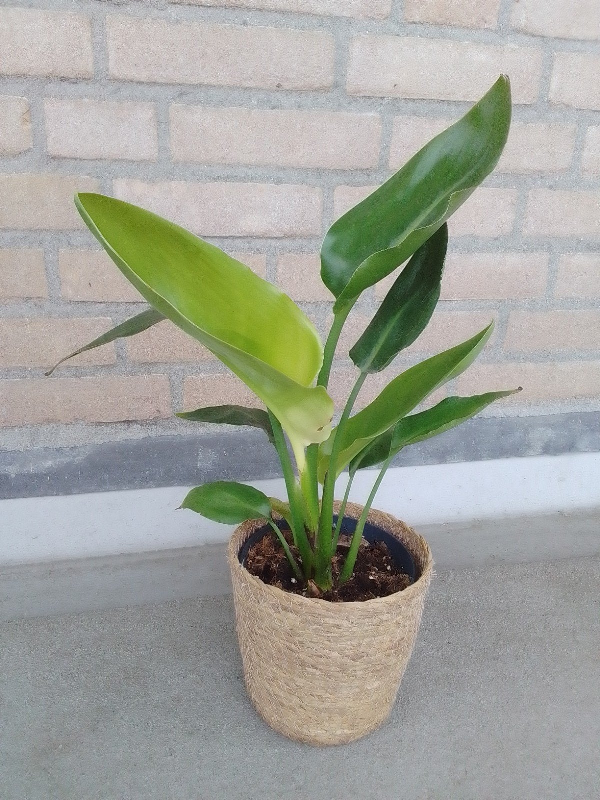 Strelitzia kamerplant in pot, Huis en Inrichting, Kamerplanten, Ophalen, Overige soorten, In pot, Minder dan 100 cm