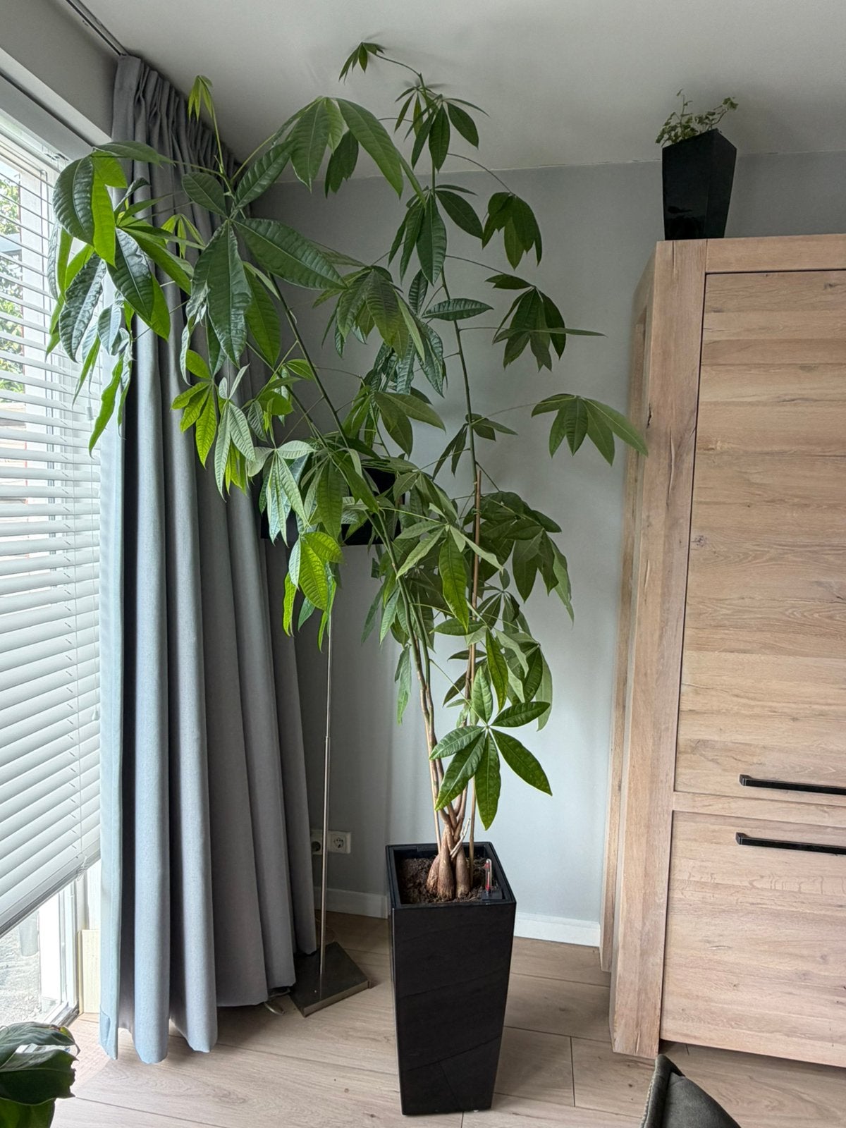 Pachira Aquatica Geldboom, Groene kamerplant, Ophalen, Halfschaduw, 150 tot 200 cm