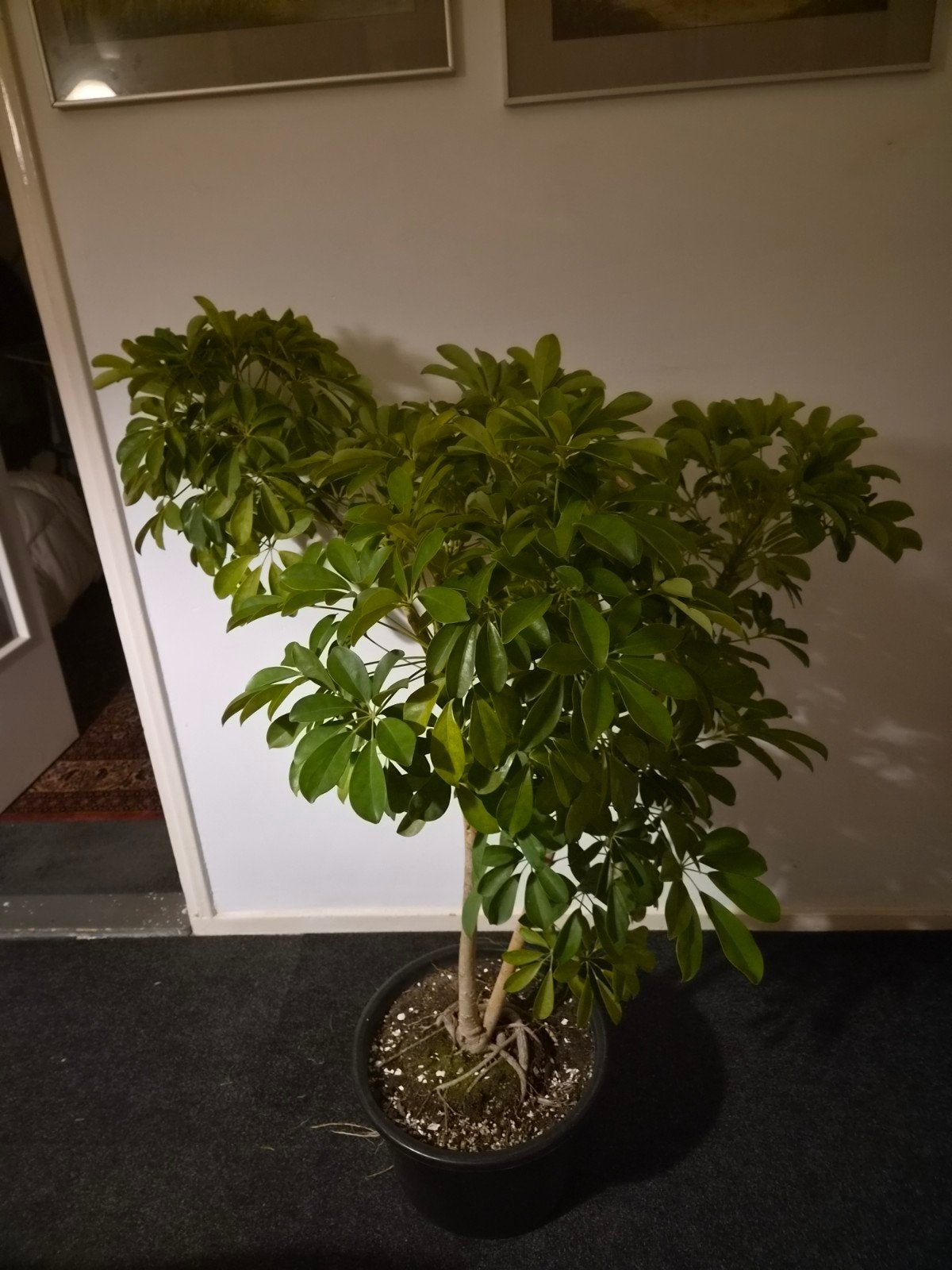 grote vingerplant, Tuin en Terras, Planten | Bomen, Ophalen, Bloeit niet, Overige soorten, 100 tot 250 cm