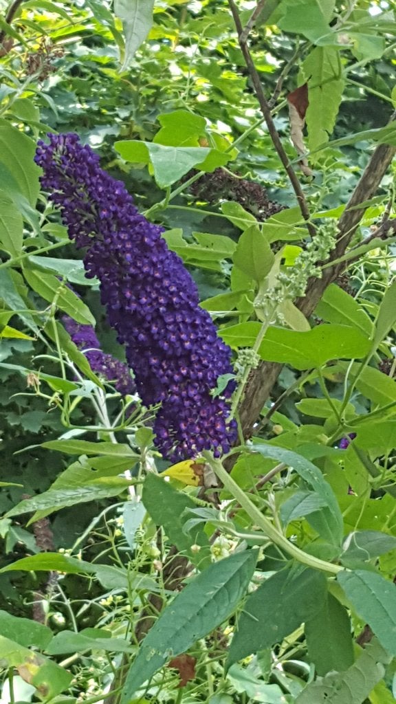 Wil je Vlinders ? Mooie jonge VLINDERSTRUIKEN, rose/paars, Volle zon, Vaste plant, Zomer, Ophalen