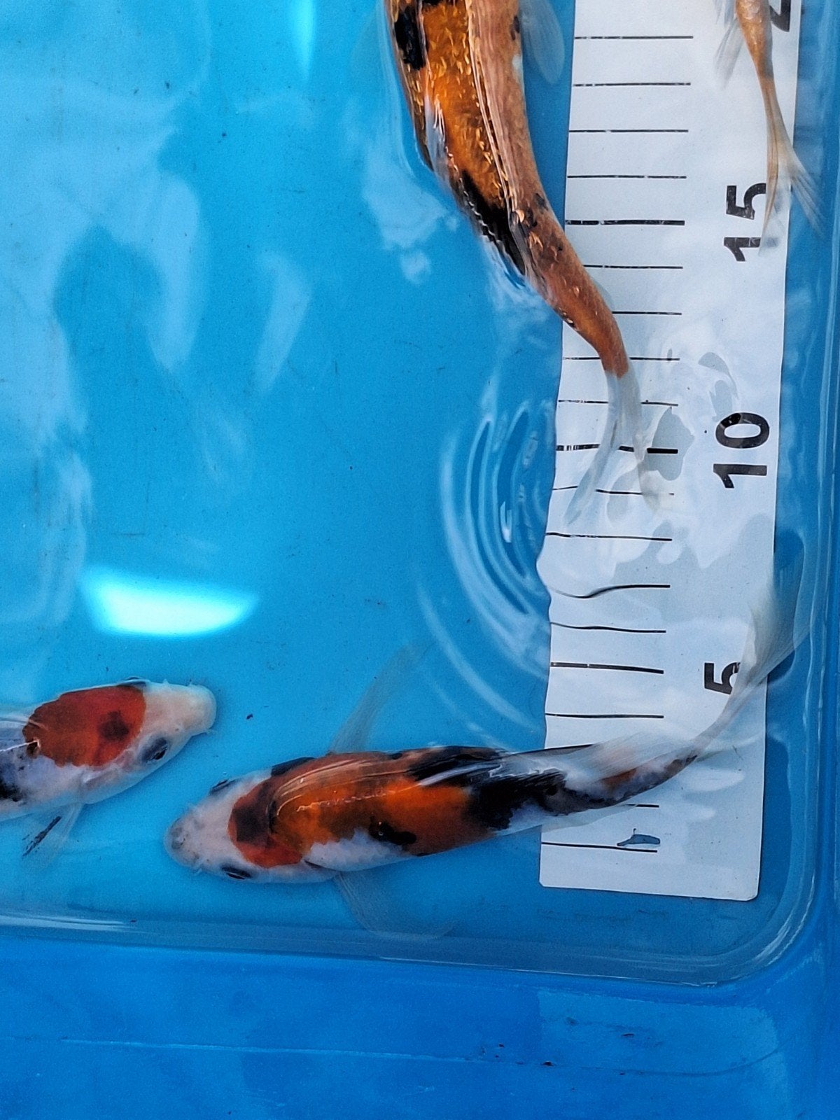 Koikarpers, Dieren en Toebehoren, Vissen | Vijvervissen, Karper of Koi