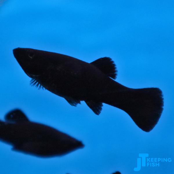 Poecilia Sphenops - Black Molly, Dieren en Toebehoren, Vissen | Aquariumvissen, Vis, Zoetwatervis