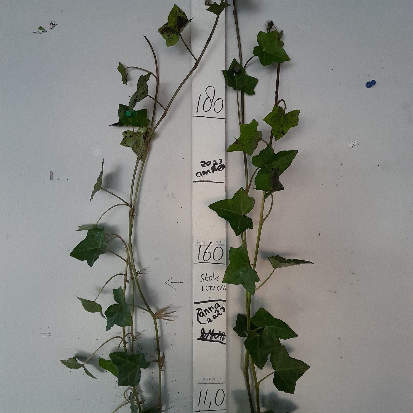 hedera hibernica klimop 180cm!!, Ophalen, Overige soorten, 100 tot 250 cm