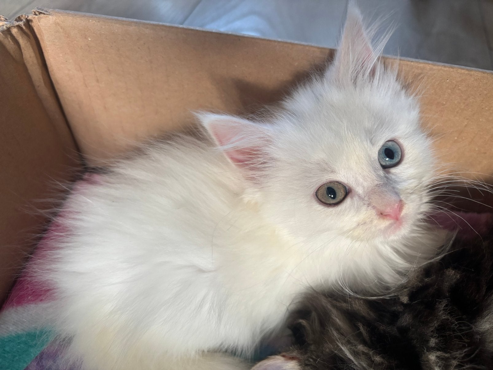 Maine coon X Ragdoll, Meerdere dieren, Gechipt, 0 tot 2 jaar