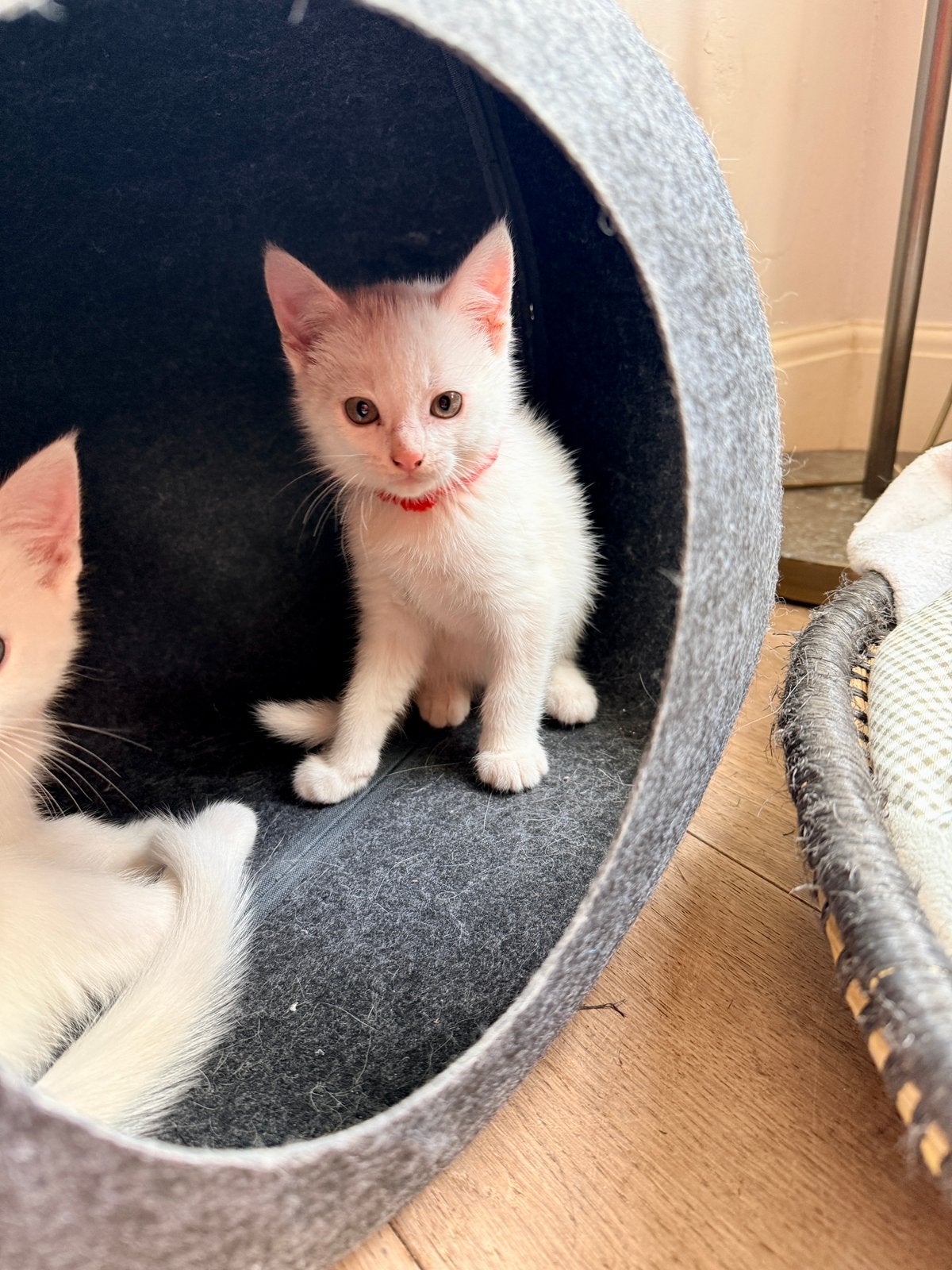 Spierwitte kittens klaar voor een nieuw thuis, Kater, Ontwormd, 0 tot 2 jaar
