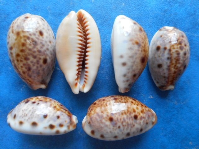 Schelpen: Cypraea lynx L. gem- 30-49mm, Verzamelen, Mineralen en Fossielen, Verzenden, Schelp(en)