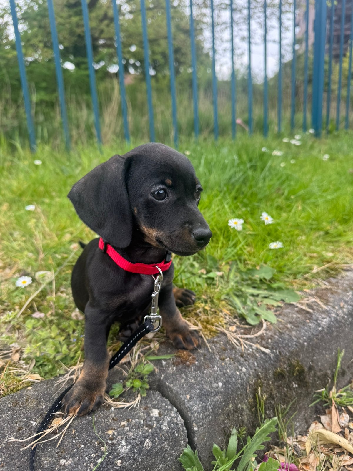 Dwergteckel zoekt leuk gezelschap, Dieren en Toebehoren, 15 weken tot 1 jaar, Teef, Parvo, Eén hond