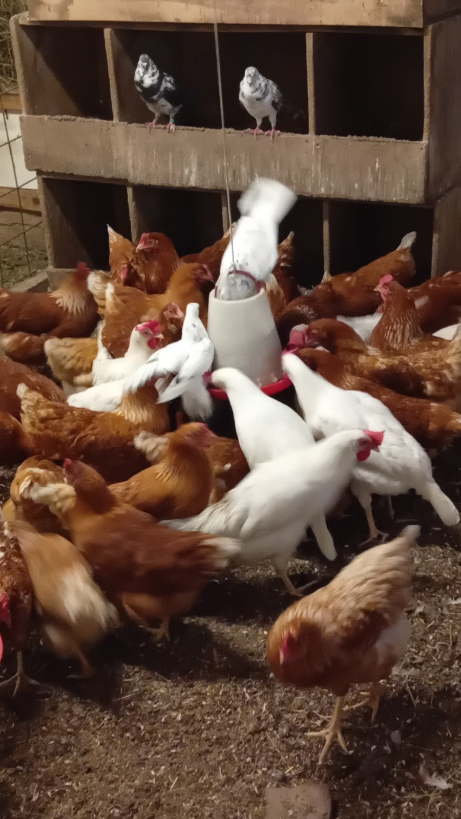 jonge legkippen (lohman en witte leghorn), Vrouwelijk, Kip