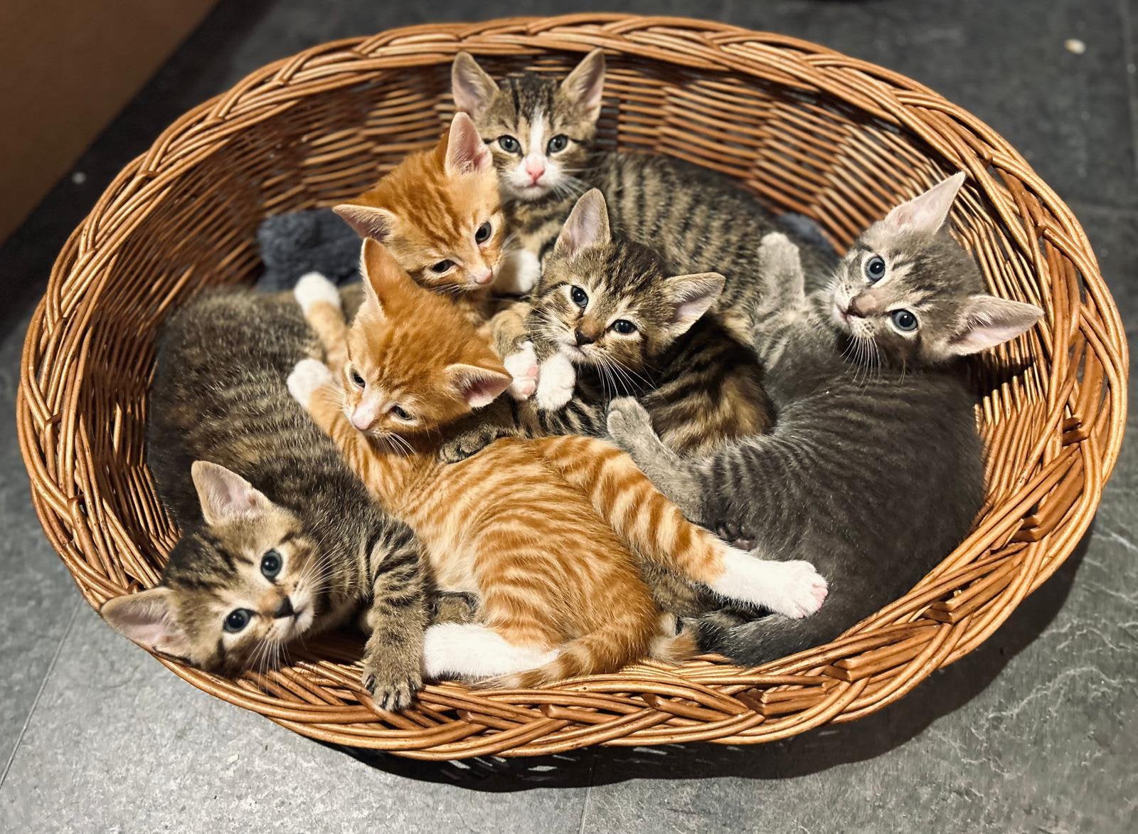 Lieve kittens te koop!, Meerdere dieren, 0 tot 2 jaar