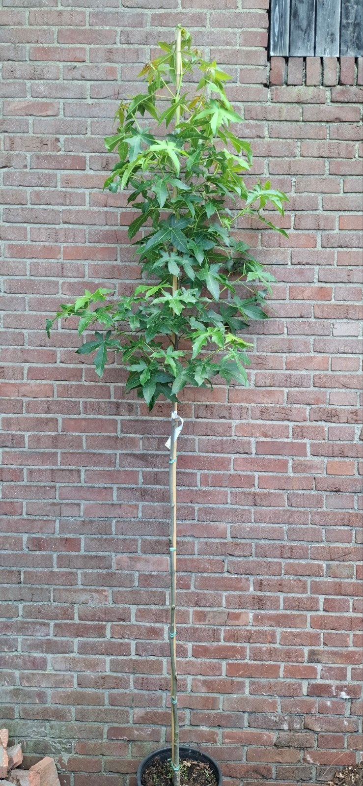 Liquidambar styraciflua 'Stared', amberboom, Tuin en Terras, Planten | Bomen, Ophalen, Volle zon, Overige soorten