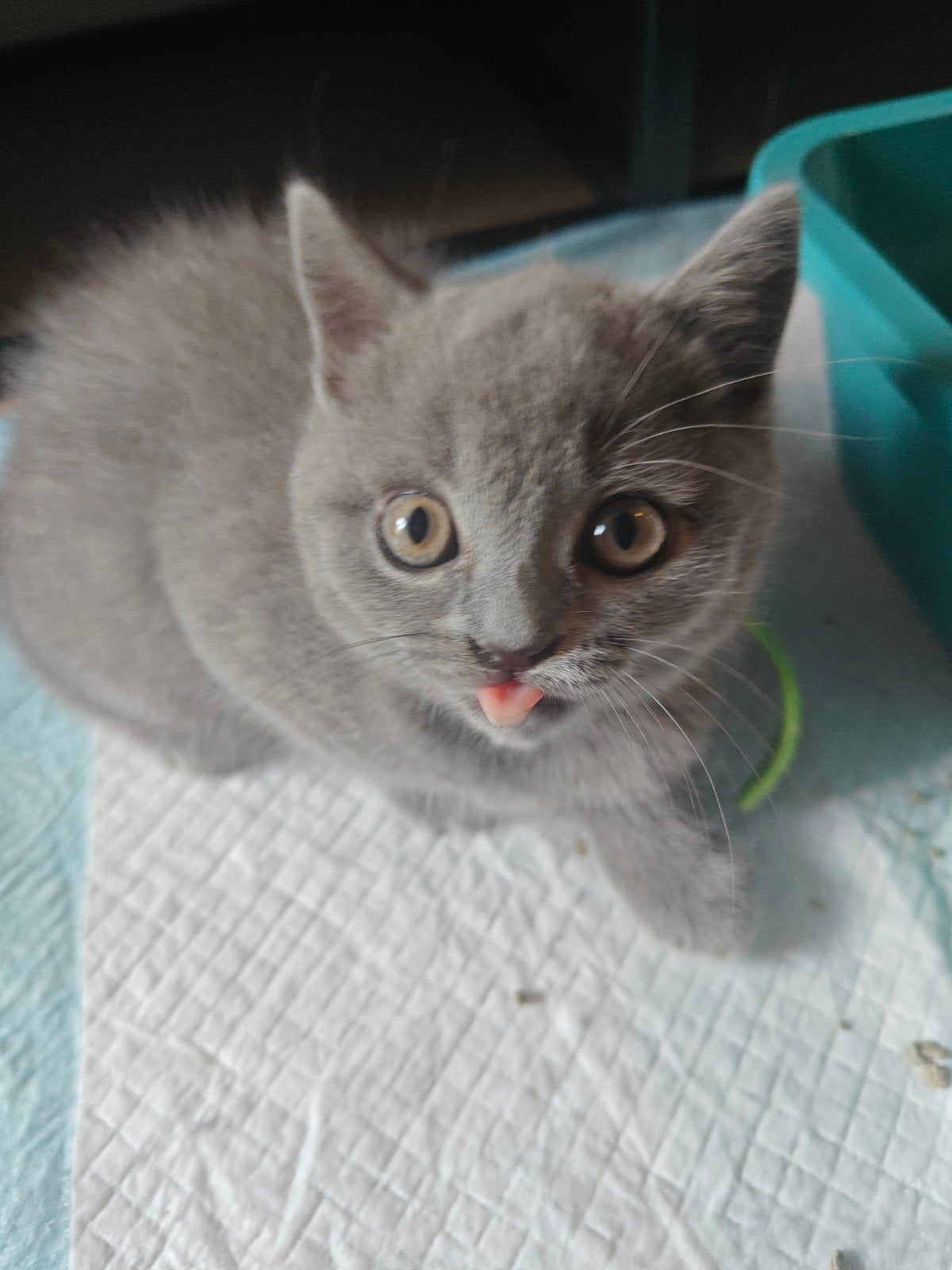 Prachtige Britse Korthaar katertjes, Dieren en Toebehoren, Katten en Kittens | Raskatten | Korthaar, Kater, Met stamboom