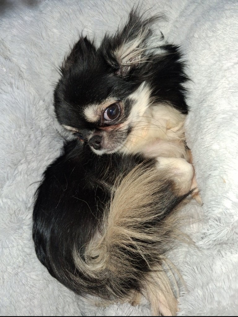 Chihuahua teefje, België, Particulier, 15 weken tot 1 jaar, Teef