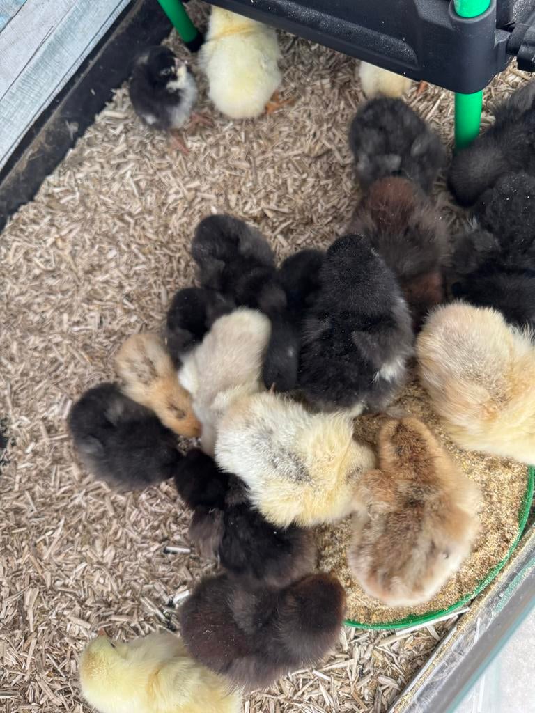 Kleurlegger kuikens, Dieren en Toebehoren, Pluimvee, Kip, Meerdere dieren