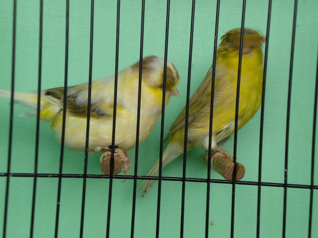 glosters, Meerdere dieren, Postuurkanarie