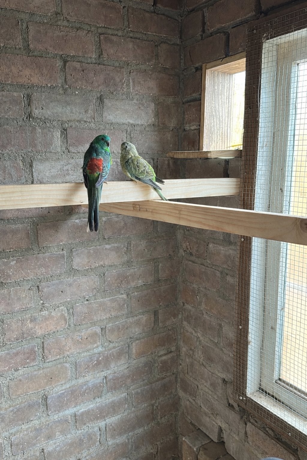Te koop koppel roodruggen, Meerdere dieren, Parkiet