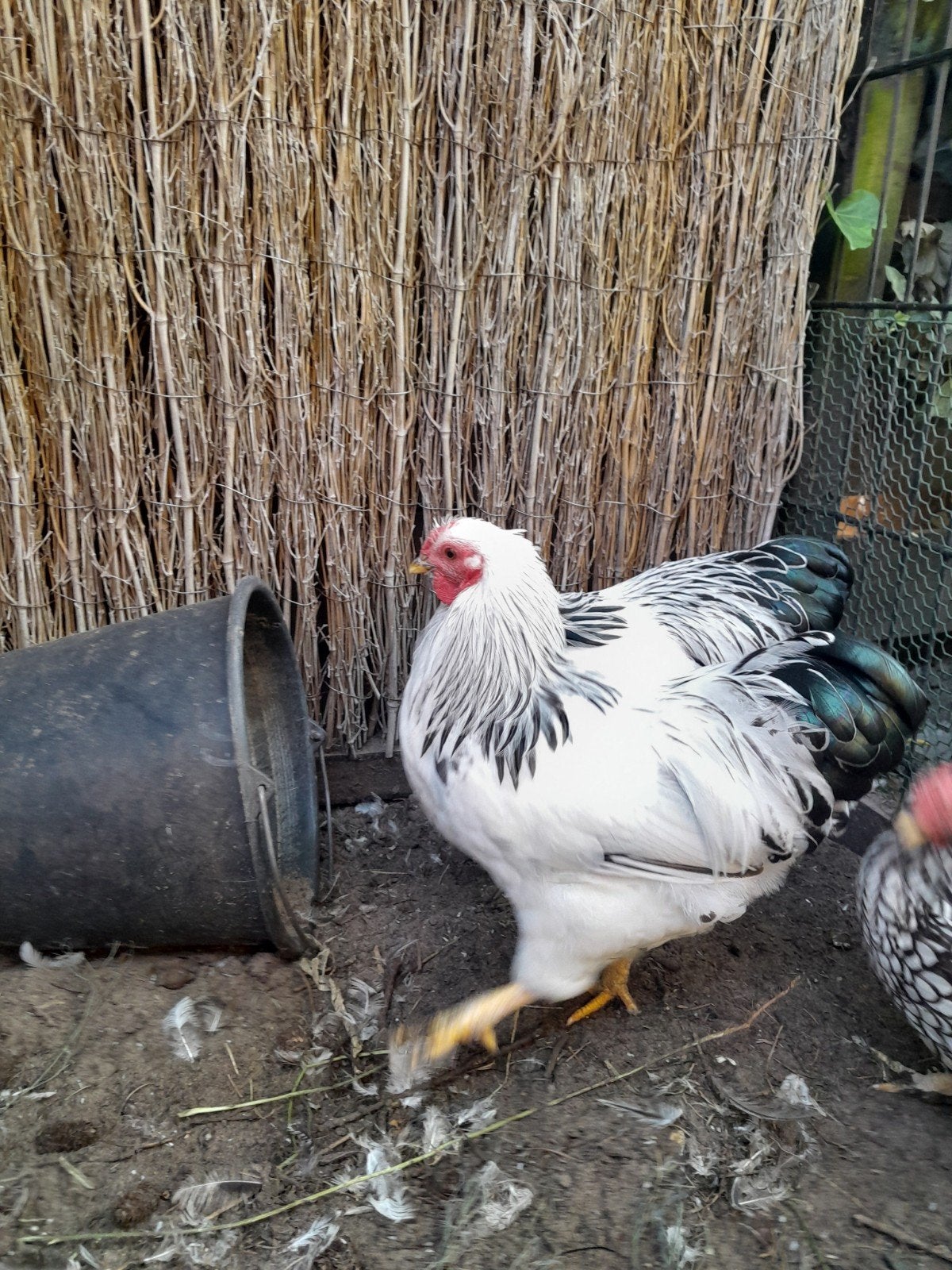 4 hanen, Mannelijk, Kip