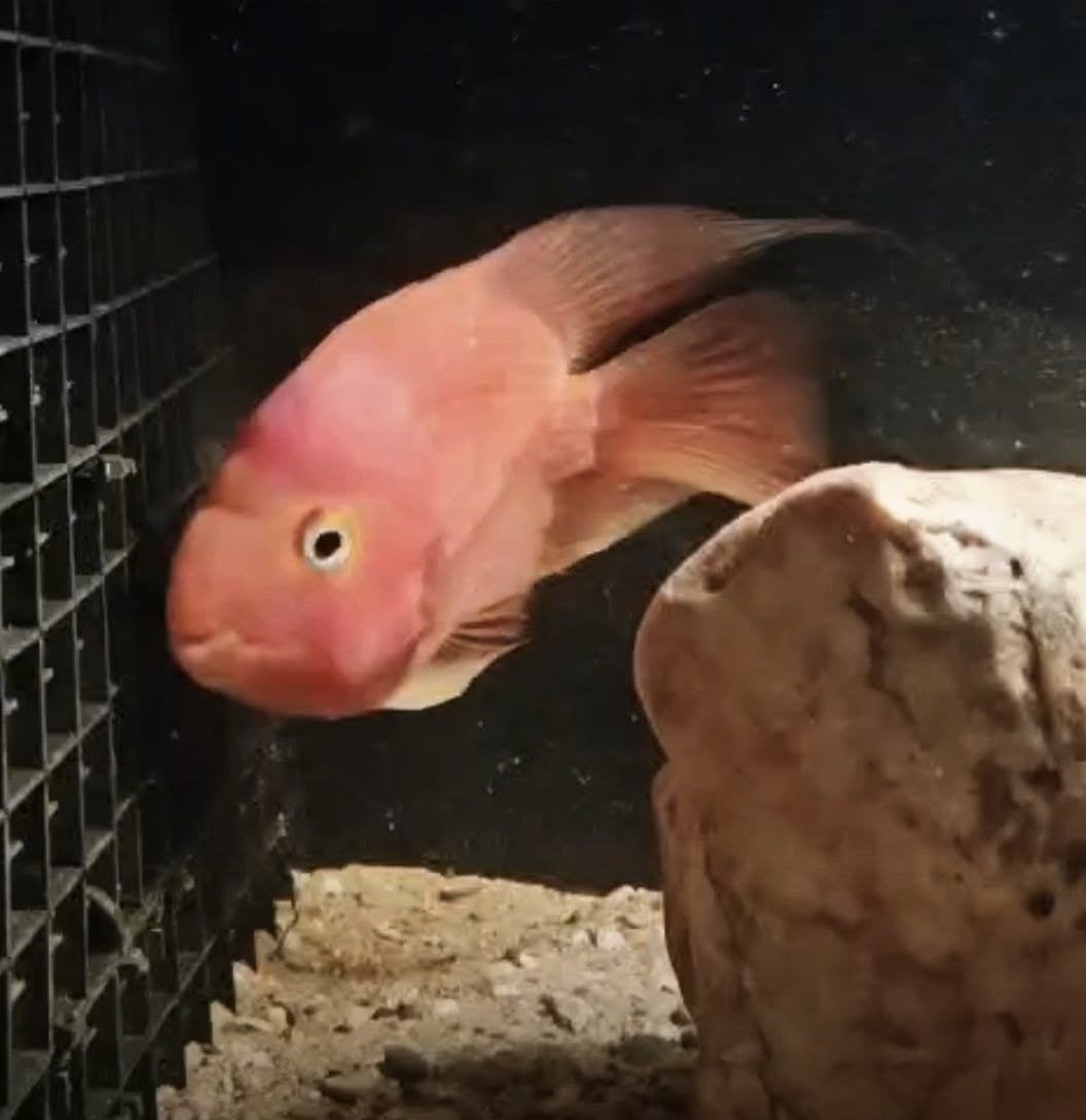 Blood parrot te koop., Dieren en Toebehoren, Vis