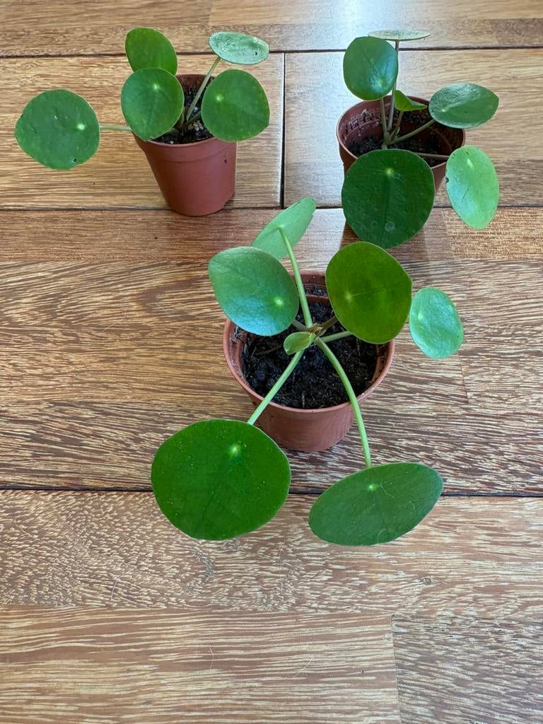 Leuke pannenkoeken plant 3stuks, Ophalen of Verzenden, Halfschaduw, Minder dan 100 cm