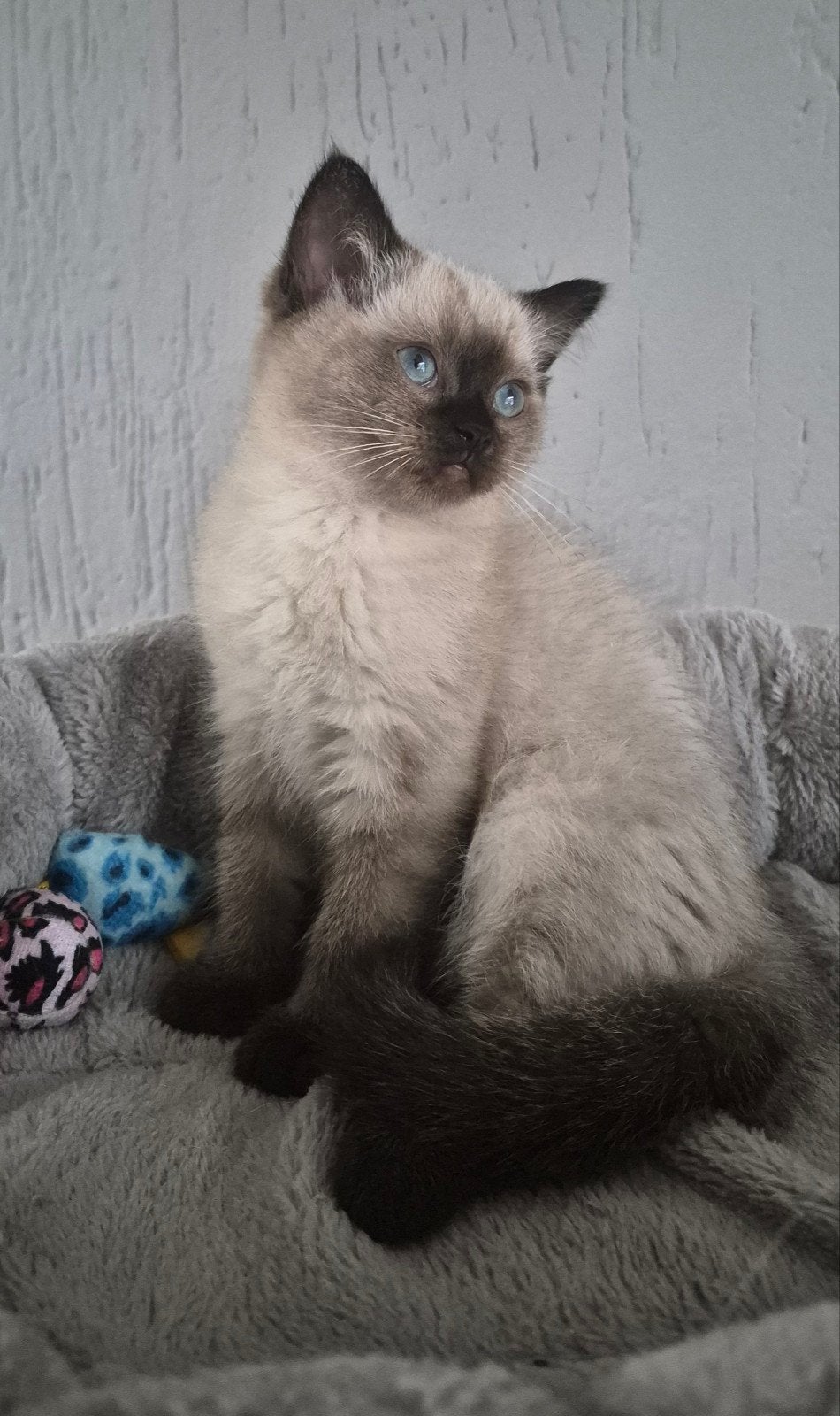 ragdoll x britsekorthaar kittens mogen het nest verlaten, Meerdere dieren, Ontwormd