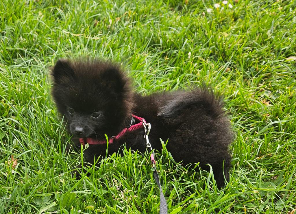 Pomerian, Dieren en Toebehoren, Honden | Niet-rashonden, Particulier, Rabiës (hondsdolheid), 8 tot 15 weken, Buitenland