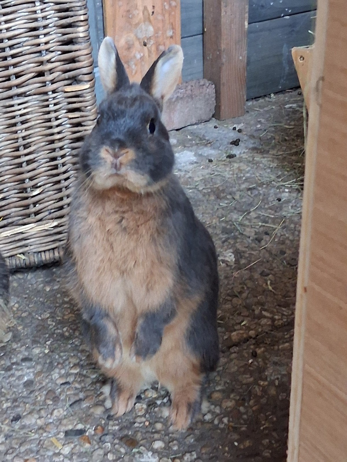 Twee lieve dwergkonijntjes, Dieren en Toebehoren, Meerdere dieren, Dwerg