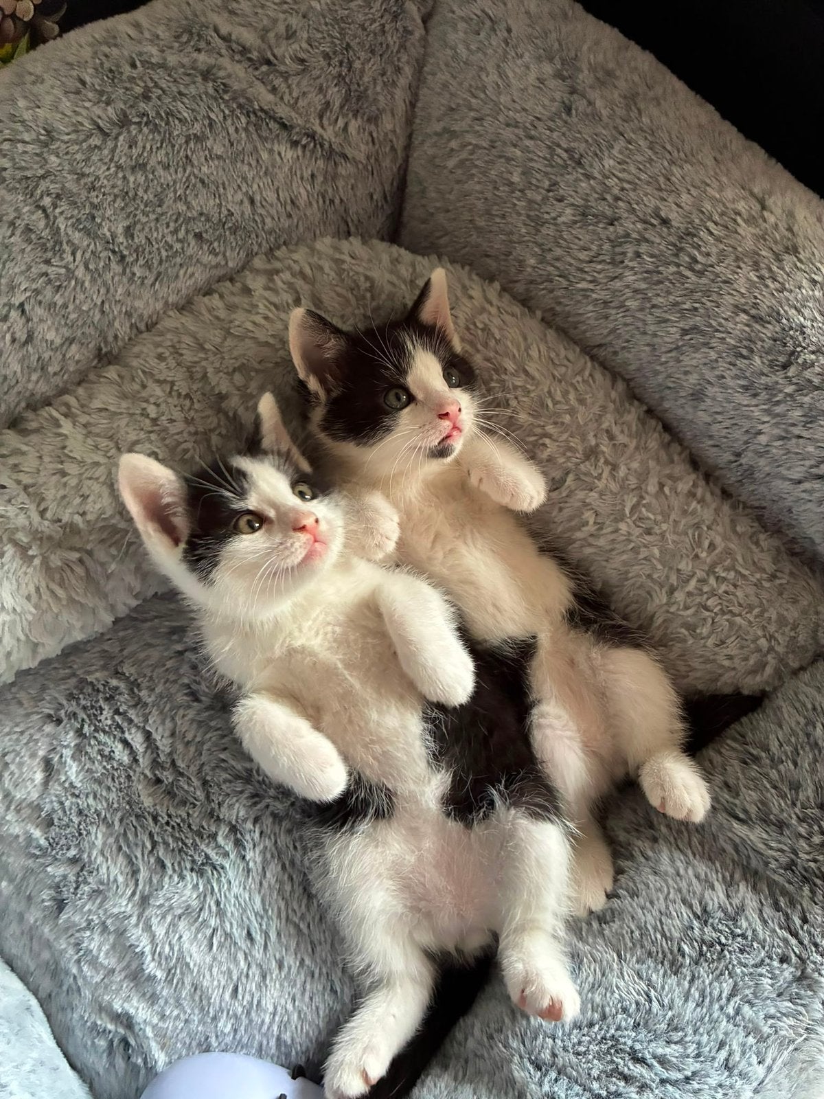 Te koop kittens!, Dieren en Toebehoren, Katten en Kittens | Raskatten | Korthaar, Kater, Ontwormd