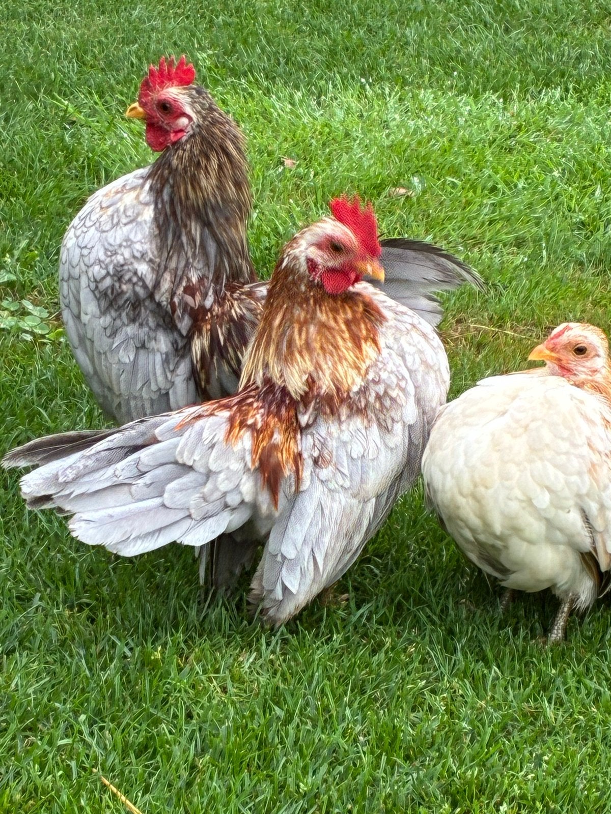 Ayam serama blauwe haantjes, Mannelijk, Kip