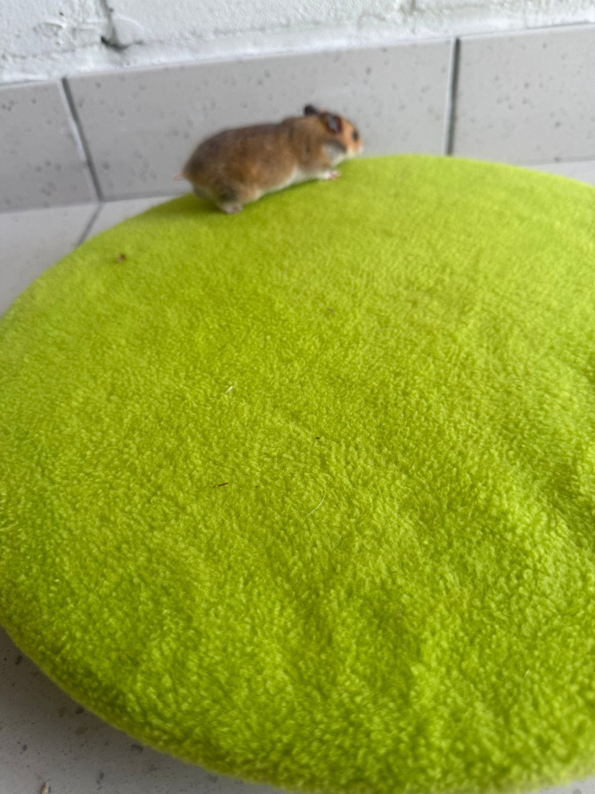 baby hamsters mannetjes, Dieren en Toebehoren, Knaagdieren, Hamster, Juni, Mannelijk, Tam