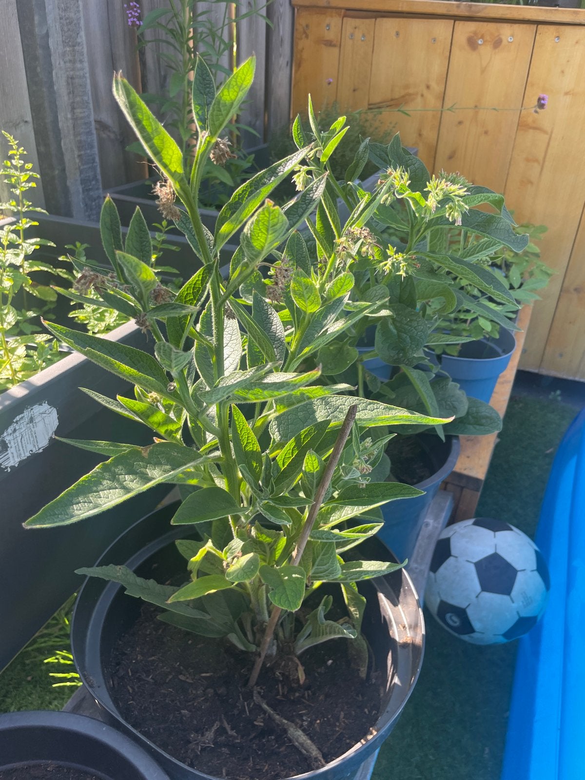 Russische smeerwortel (Bocking 14) - geneeskrachtige plant, Ophalen, Vaste plant, Halfschaduw, Kruiden