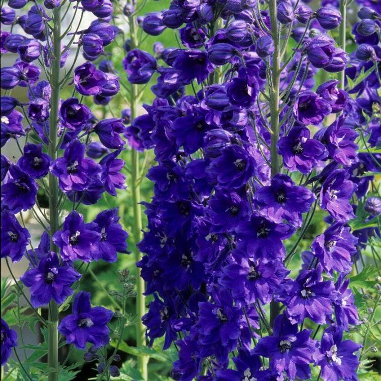 Delphinium 'Black Knight' / Ridderspoor P9 pot, Tuin en Terras, Ophalen of Verzenden, Vaste plant, Overige soorten, Volle zon