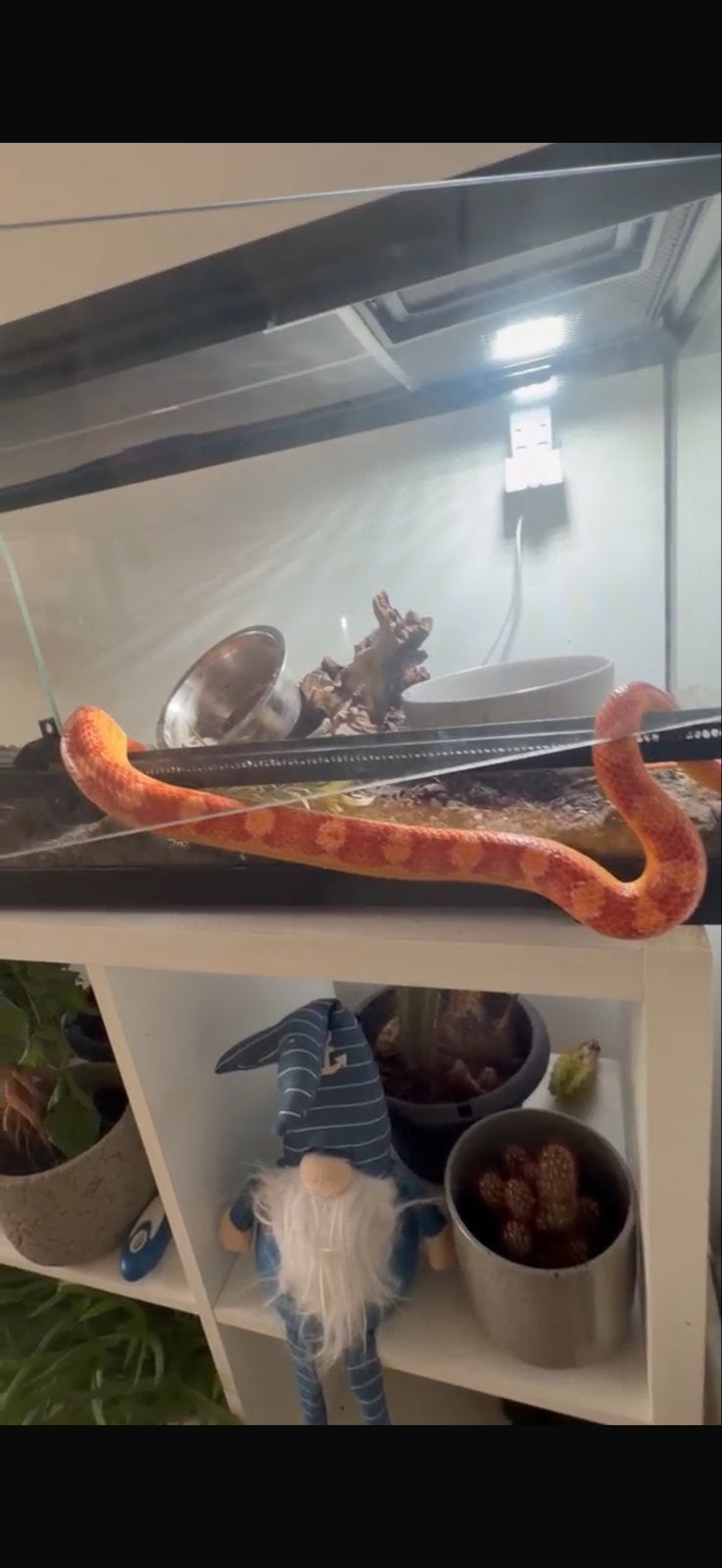 korenslang, Dieren en Toebehoren, Slang, Met terrarium, 0 tot 2 jaar
