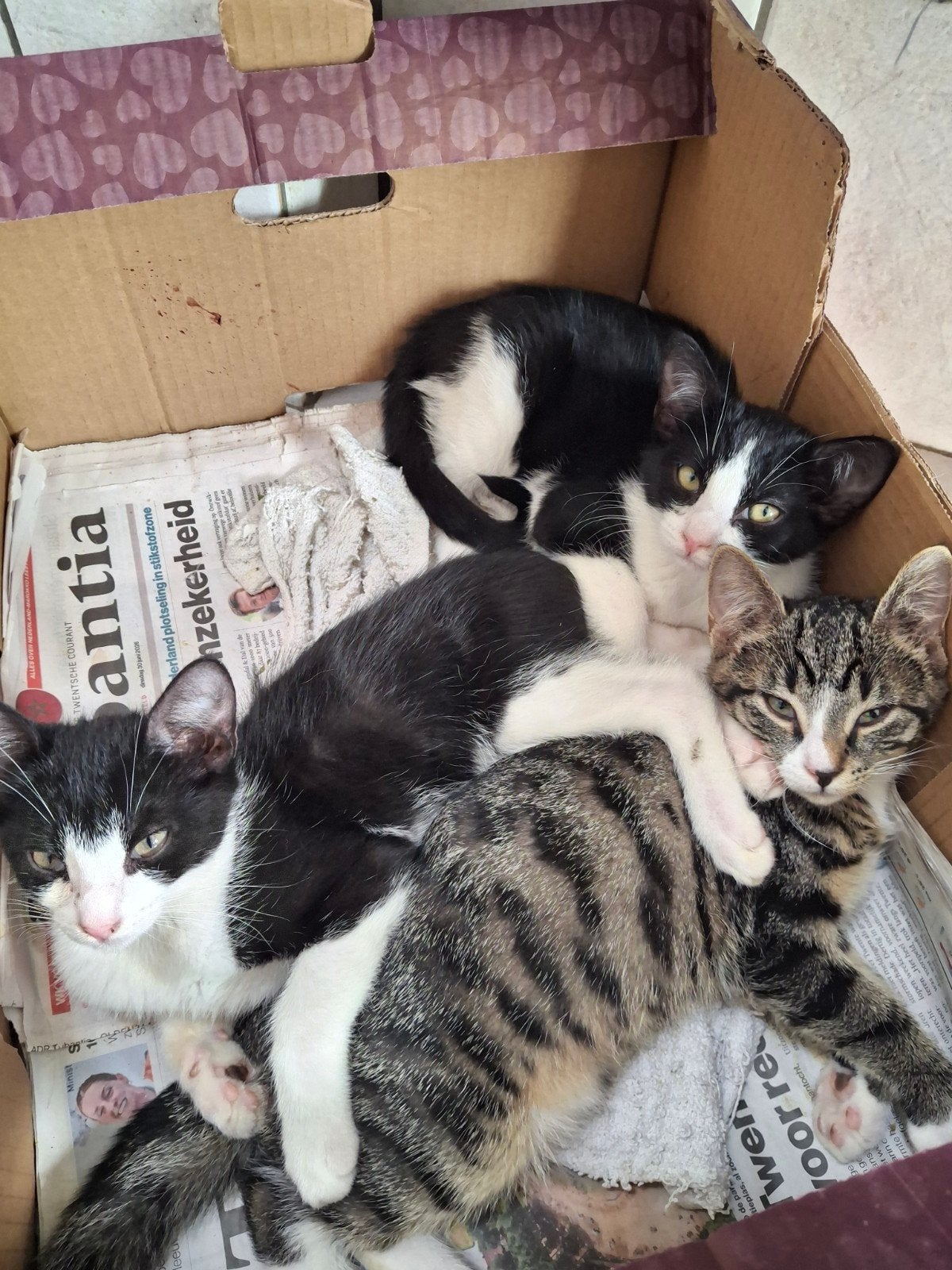 lieve aanhankelijke kittens vrouwtjes, Dieren en Toebehoren, Katten en Kittens | Overige Katten, Meerdere dieren, Kortharig, 0 tot 2 jaar