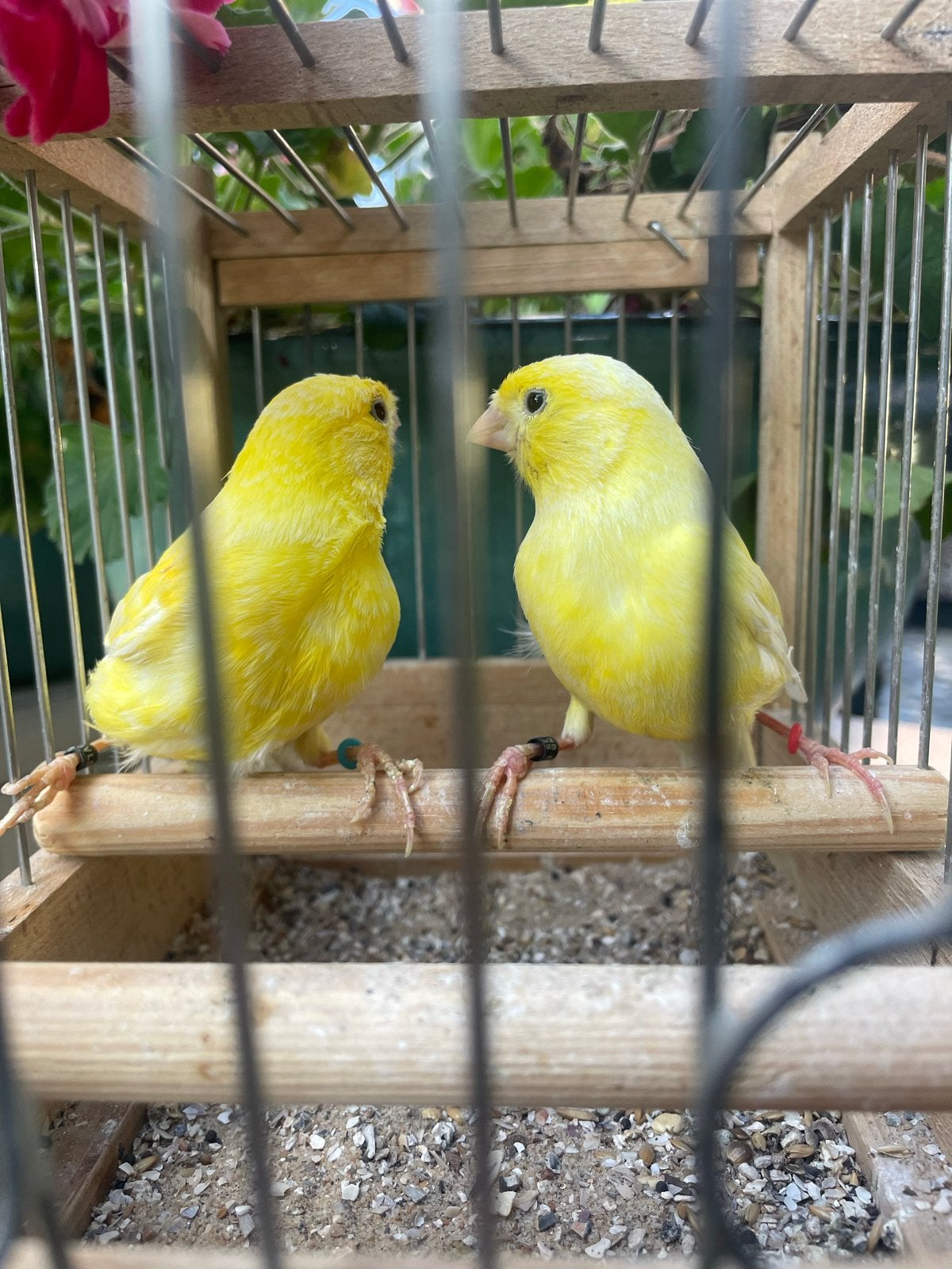 Mooi Koppel Harzer Roller Kanaries 2025, Dieren en Toebehoren, Vogels | Kanaries, Meerdere dieren, Kleurkanarie