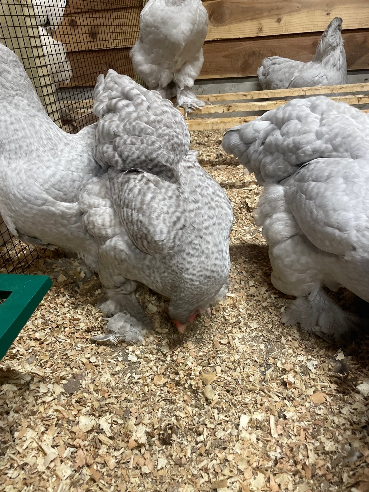 Broedeieren van brahma parelgrijs koekoek, Dieren en Toebehoren, Geslacht onbekend, Kip
