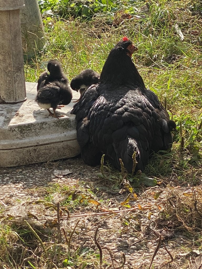 Kip met kuikentjes, Dieren en Toebehoren, Pluimvee, Meerdere dieren, Kip