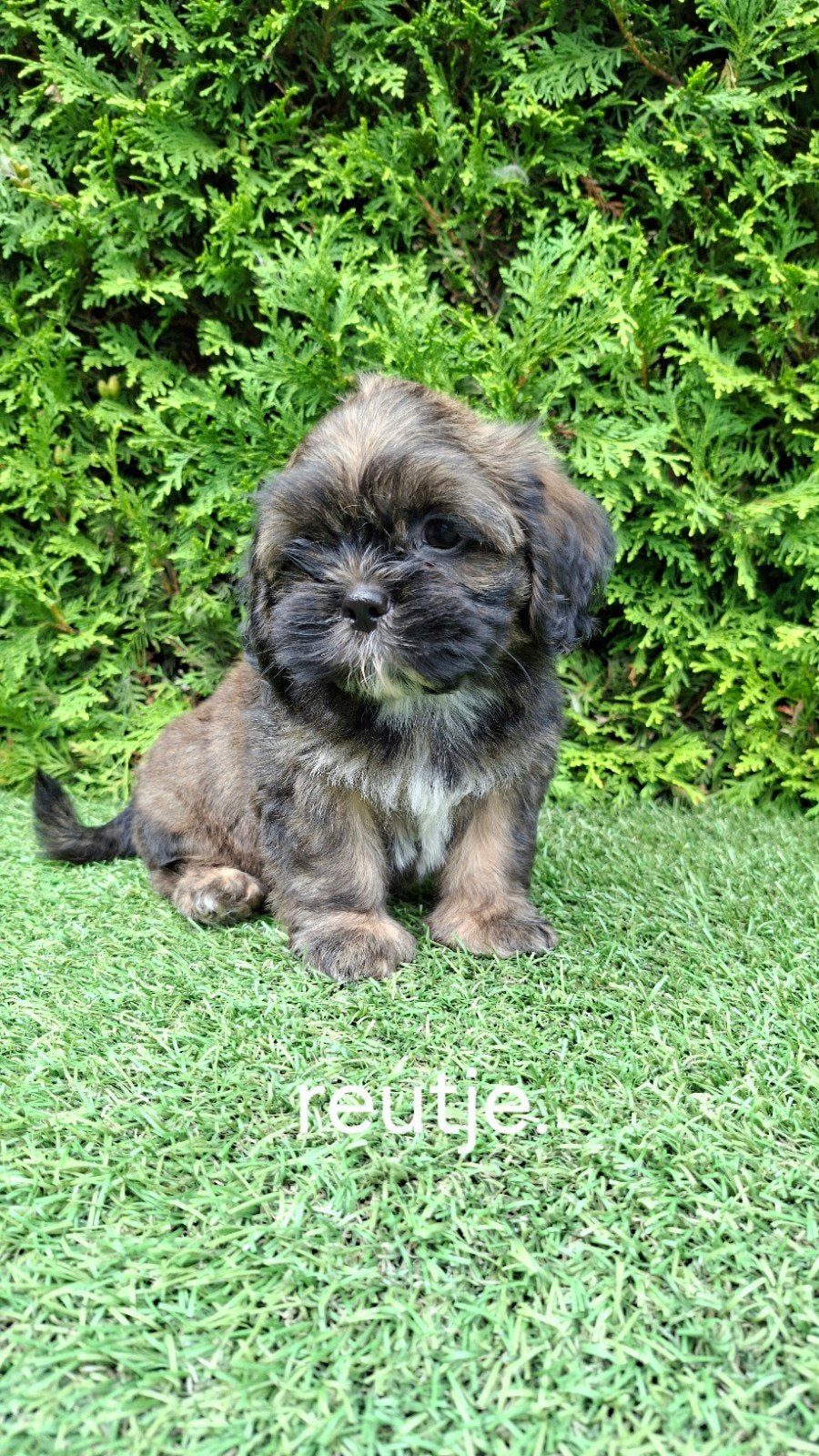 Zeer mooie speelse boomer pups., Parvo, 8 tot 15 weken, Meerdere, Nederland