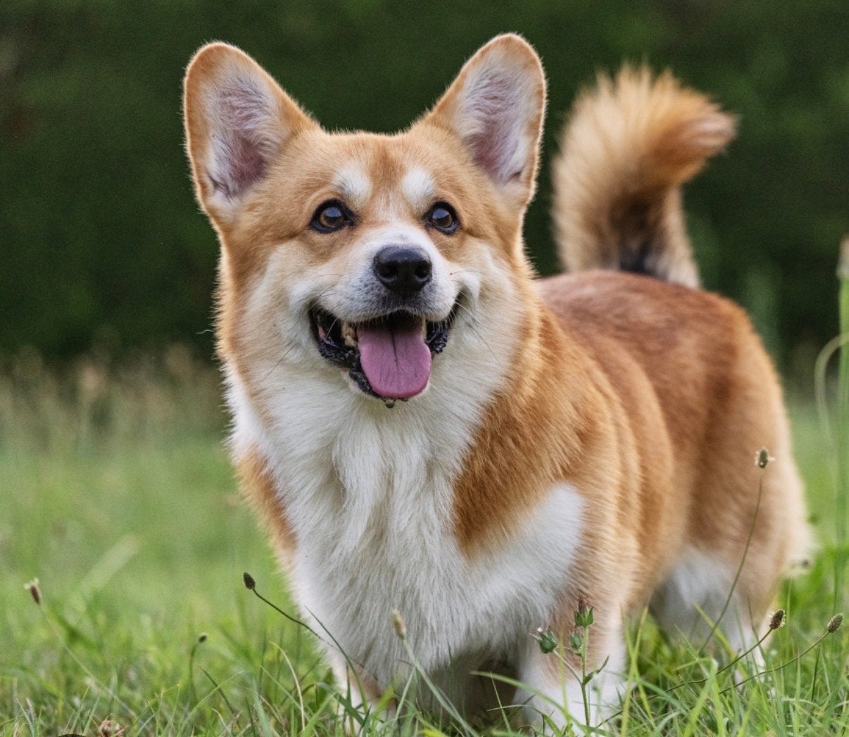 Opvang hond/kat, Particuliere oppas