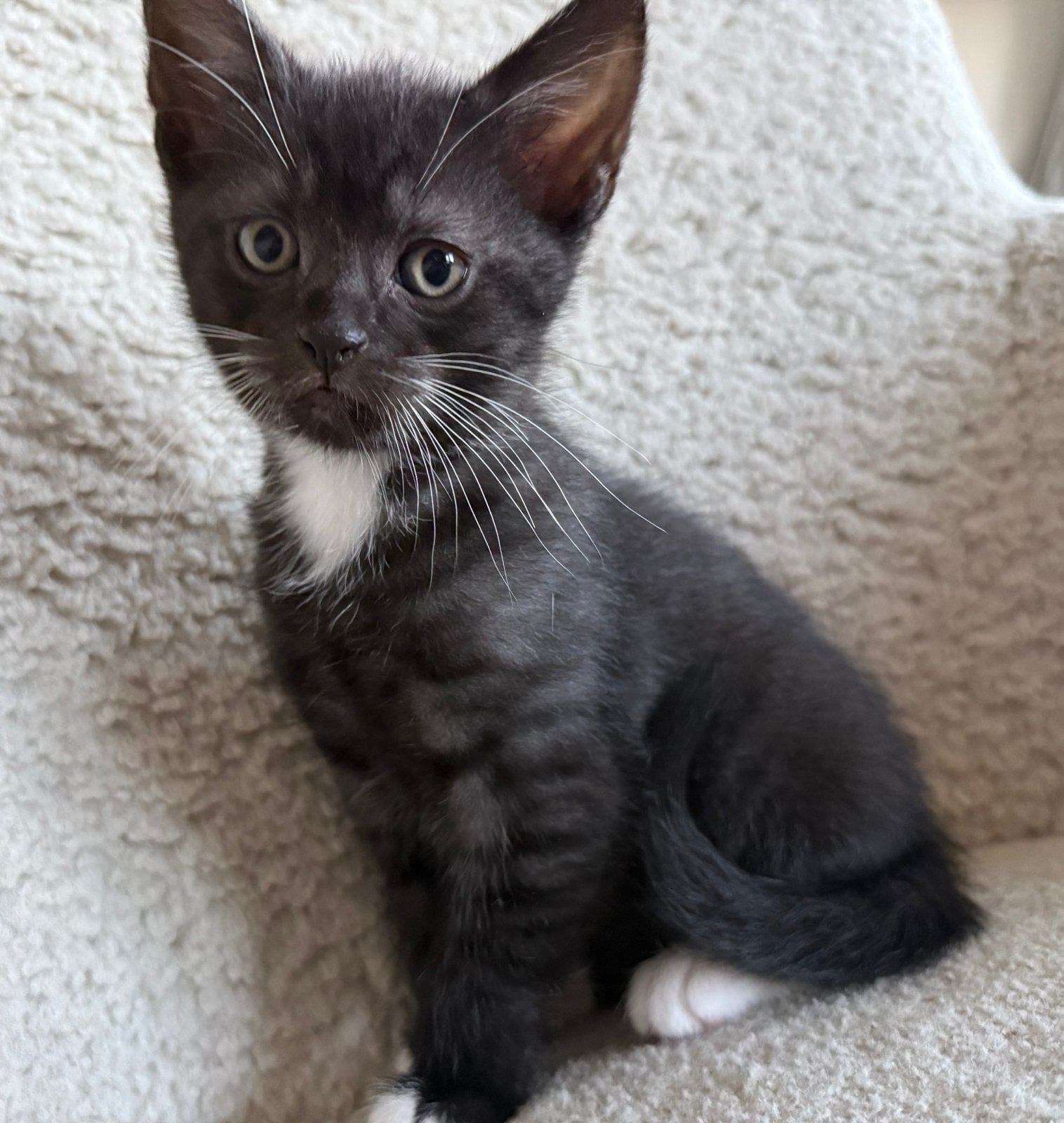 Prachtige kitten zoekt een warm thuis, Dieren en Toebehoren, Poes