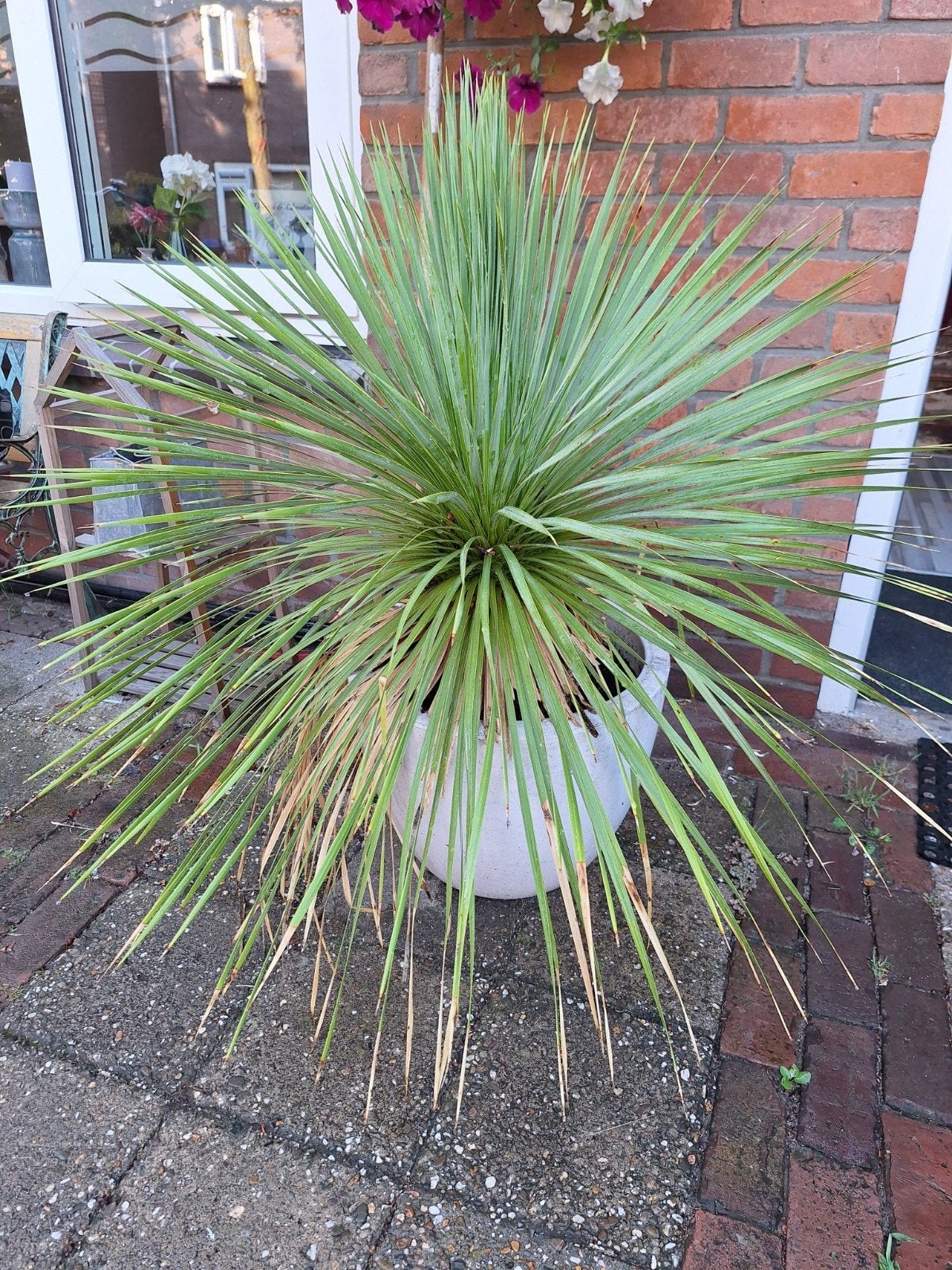 Grote Yucca Palmlelie, Ophalen, Vaste plant, Overige soorten, Volle zon