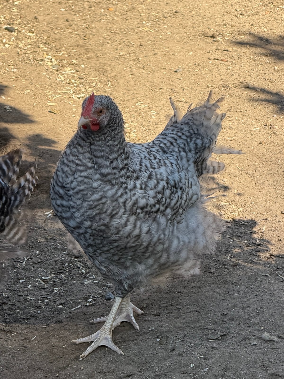 Noord Hollandse Blauwe