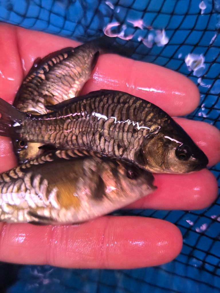 Prachtige Volschub Spiegelkarpers ca 21 - 25 cm / Koidreams, Karper of Koi