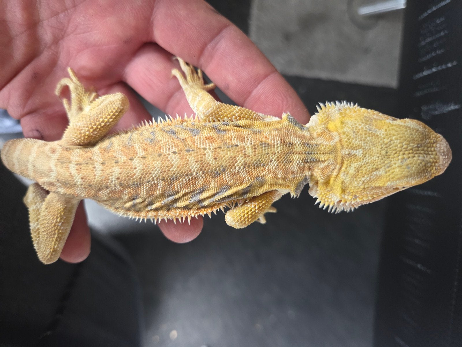 Baardagaam Pogona Vitticeps Hypo Citrus Tiger Bearded Dragon photo 4
