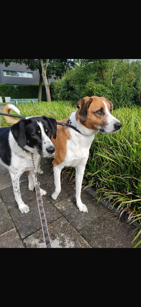 Griekse mix, reu, 6 jaar of ouder, Particulier, Reu, Buitenland