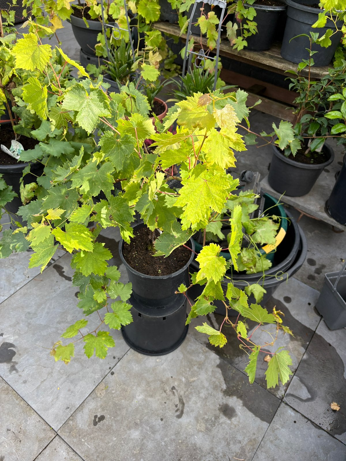 Laatste stuks super leuke witte druivenplanten in pot!, Ophalen, Minder dan 100 cm, Lente, Overige soorten