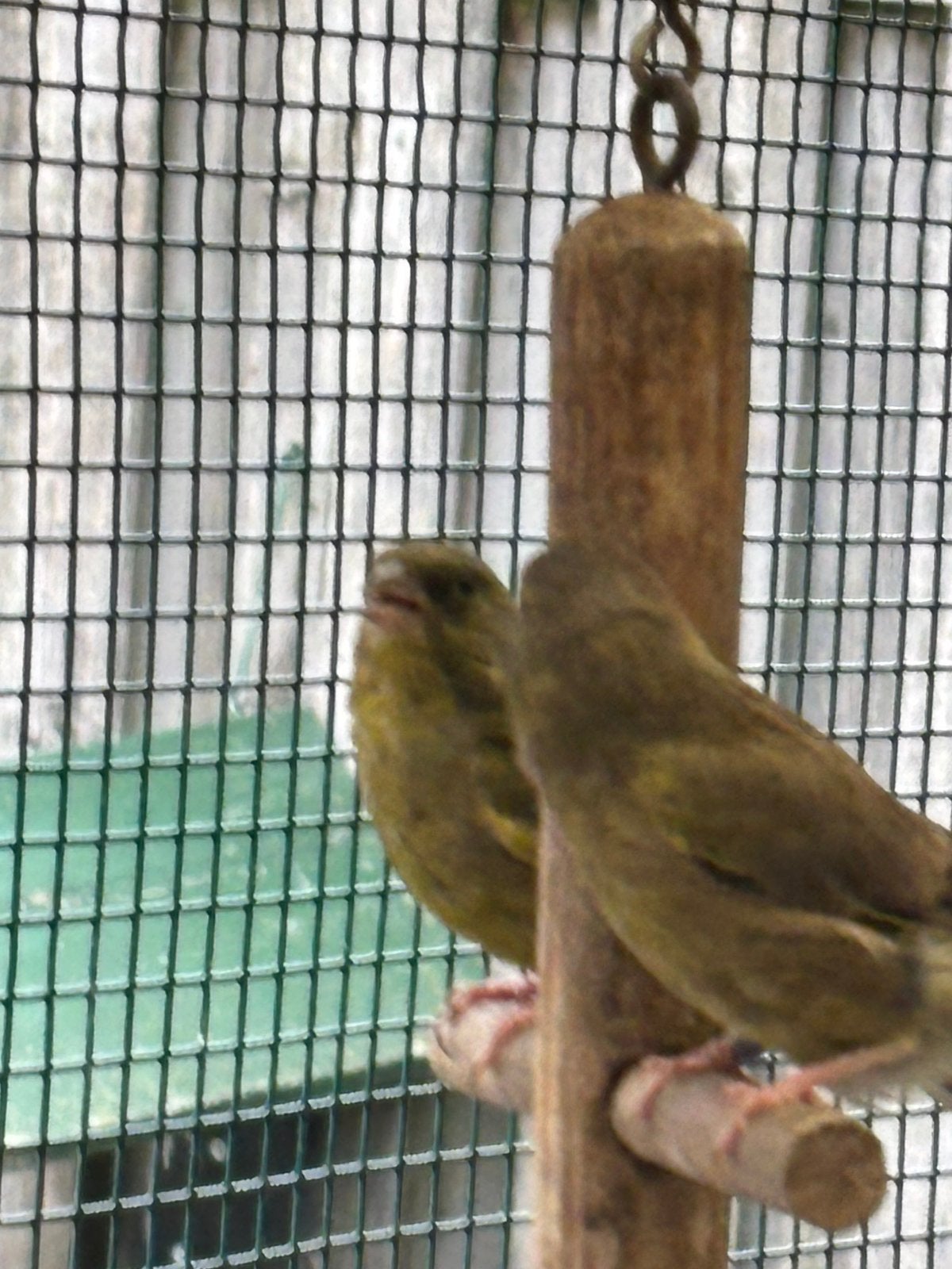 Te koop koppel groenlingen, Dieren en Toebehoren, Meerdere dieren, Geringd