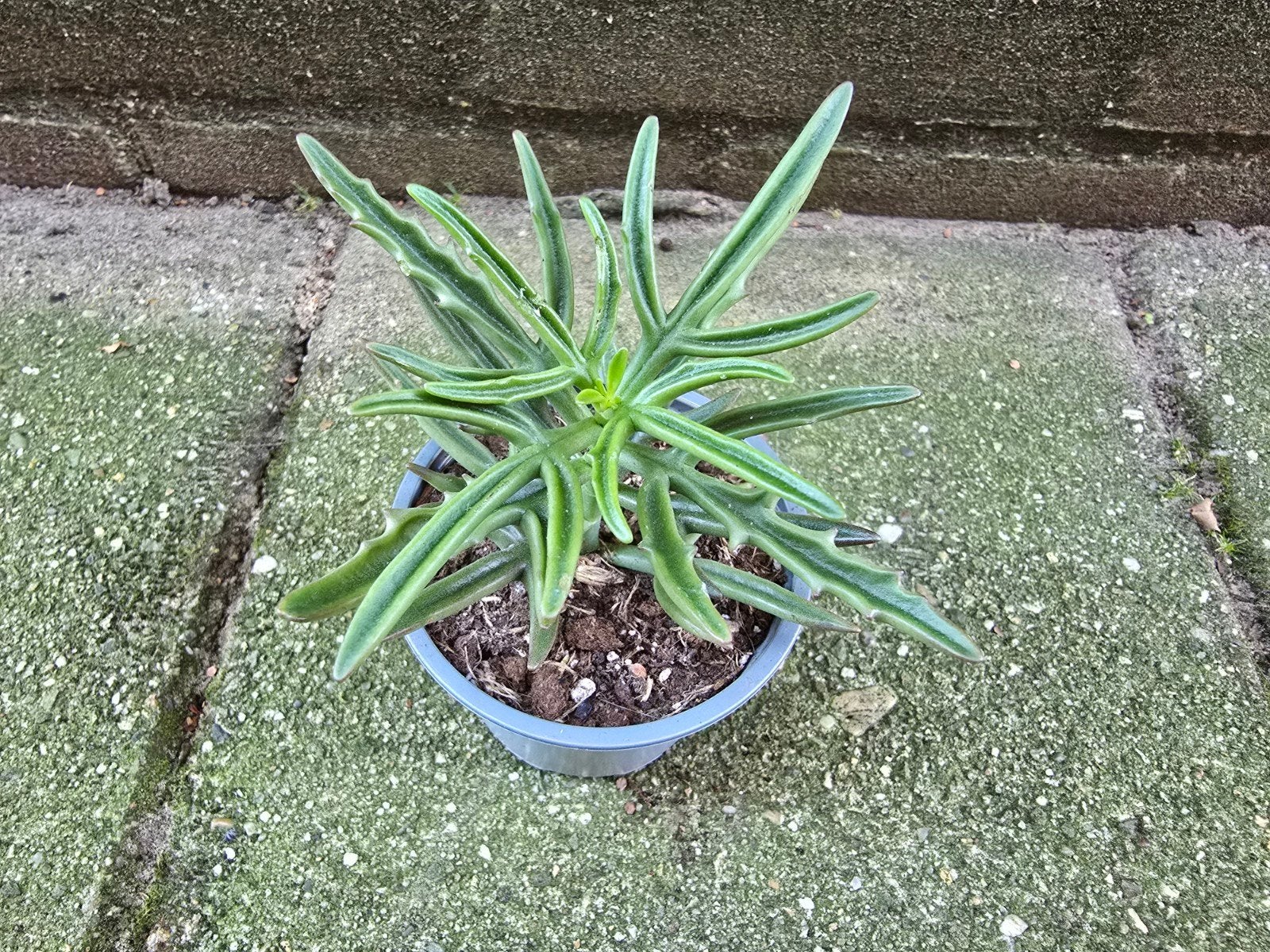 kalanchoe kewensis, Ophalen of Verzenden, Halfschaduw, Minder dan 100 cm
