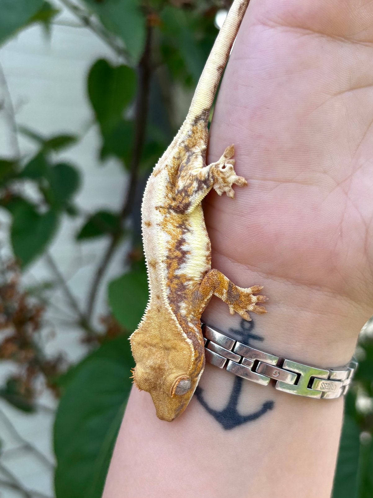 Prachtige wimpergekko Lily White 0.1 vrouw, Hagedis, 0 tot 2 jaar