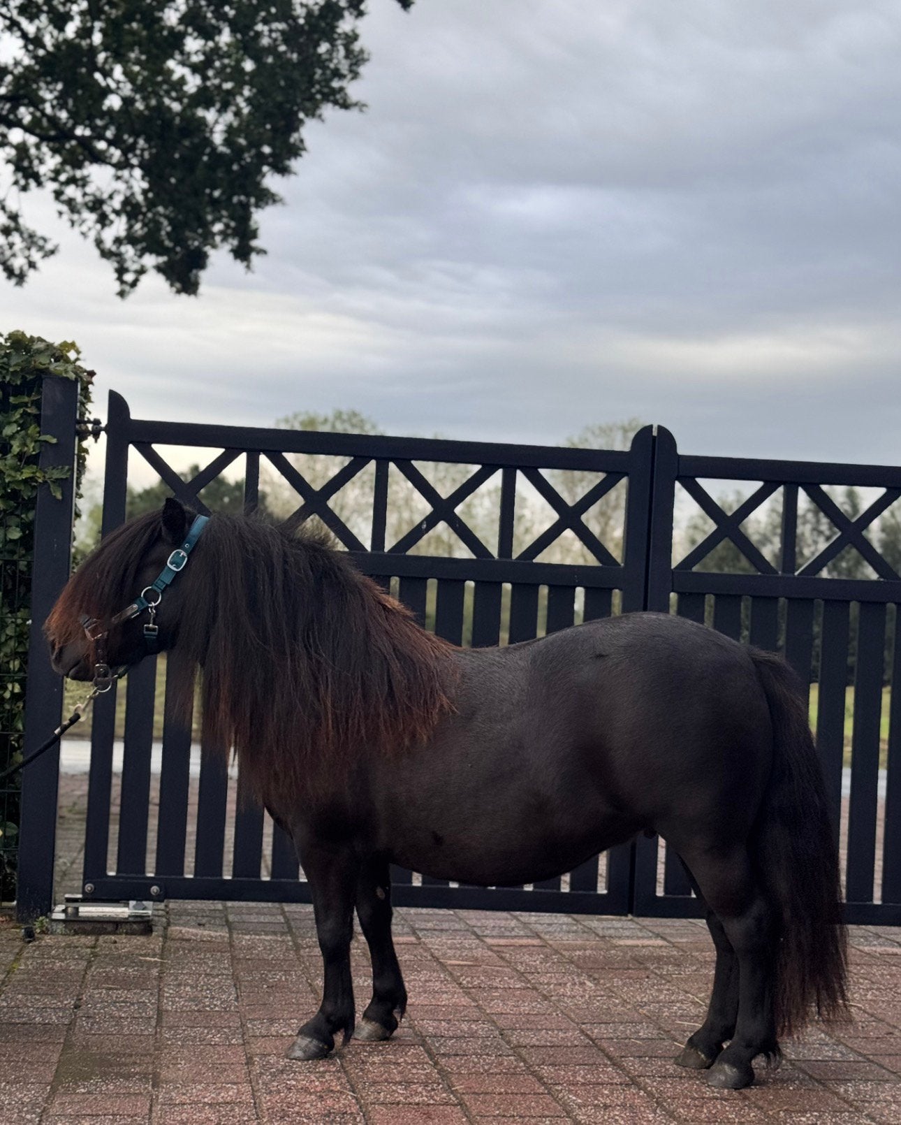 ❤️Prachtige stamboek shetlanders❤️, Met stamboom, Niet van toepassing, A pony (tot 1.17m), 3 tot 6 jaar