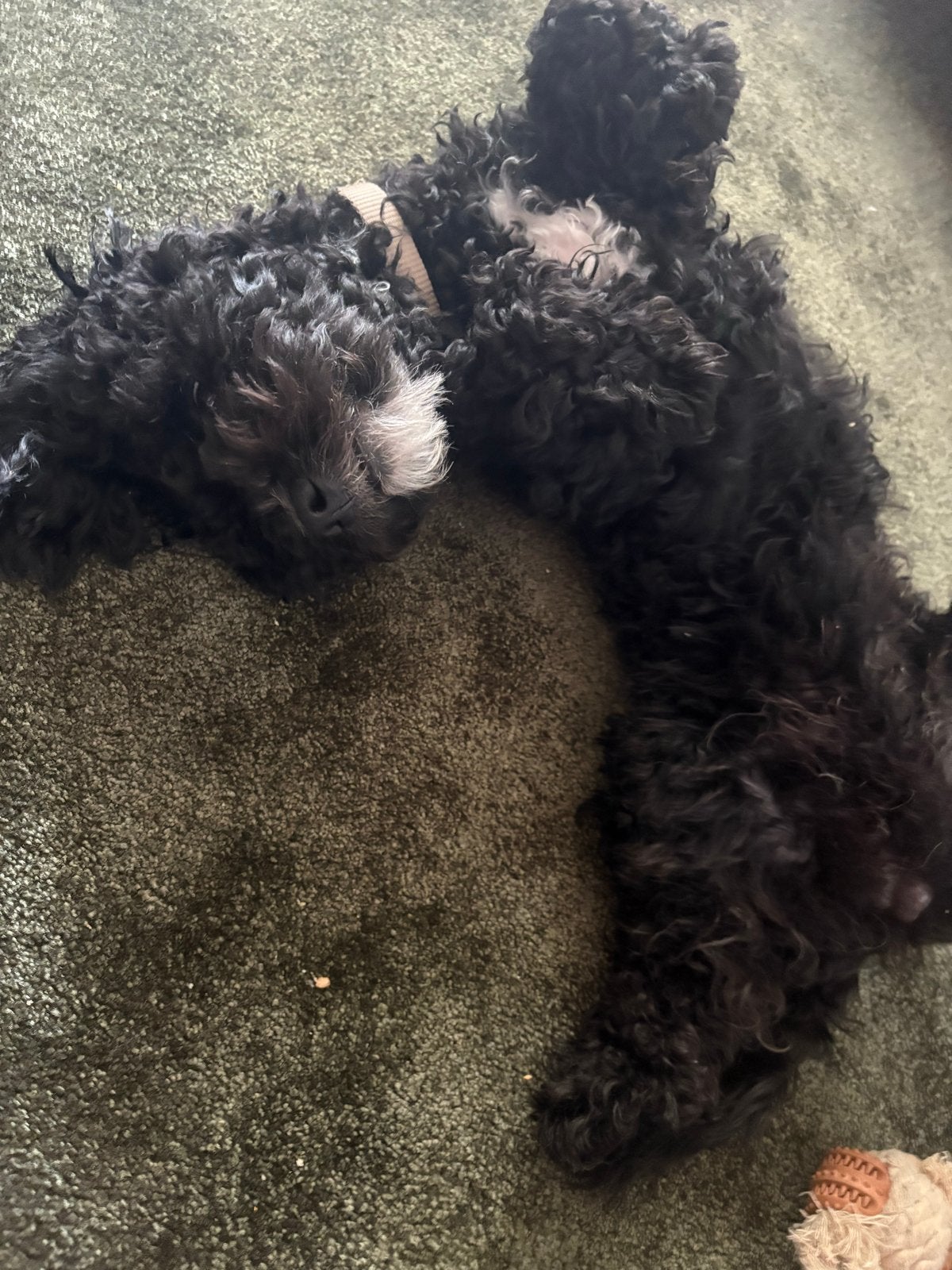 Maltipoo dek reu (niet te koop), Reu, 1 tot 2 jaar, Parvo, Eén hond